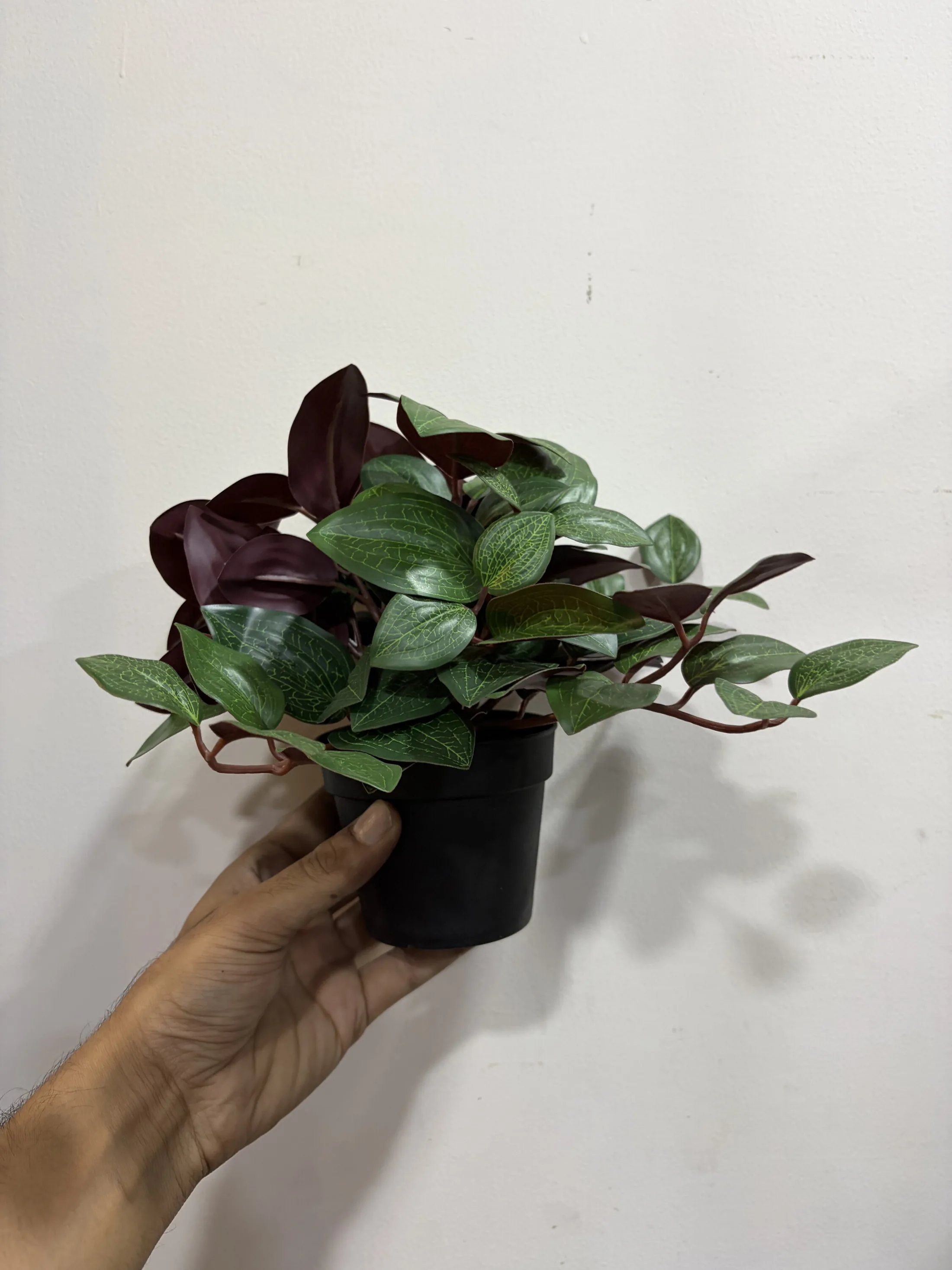 Faux Dark Leaf and Heart Leaf Plants in Pots — Home Decor prop for rent in Delhi NCR