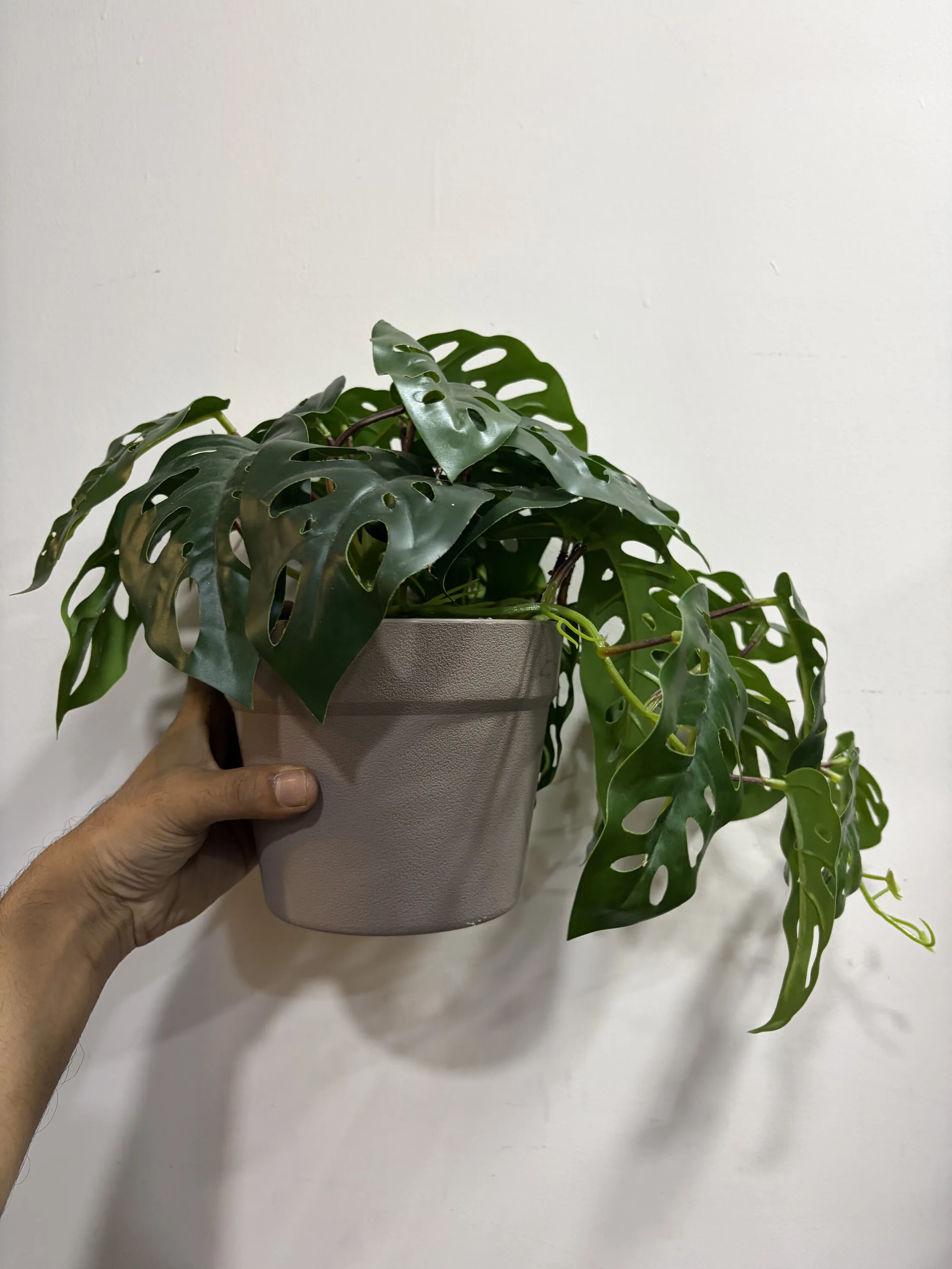 Faux Monstera Adansonii Plant in Grey Pot — Home Decor prop for rent in Delhi NCR