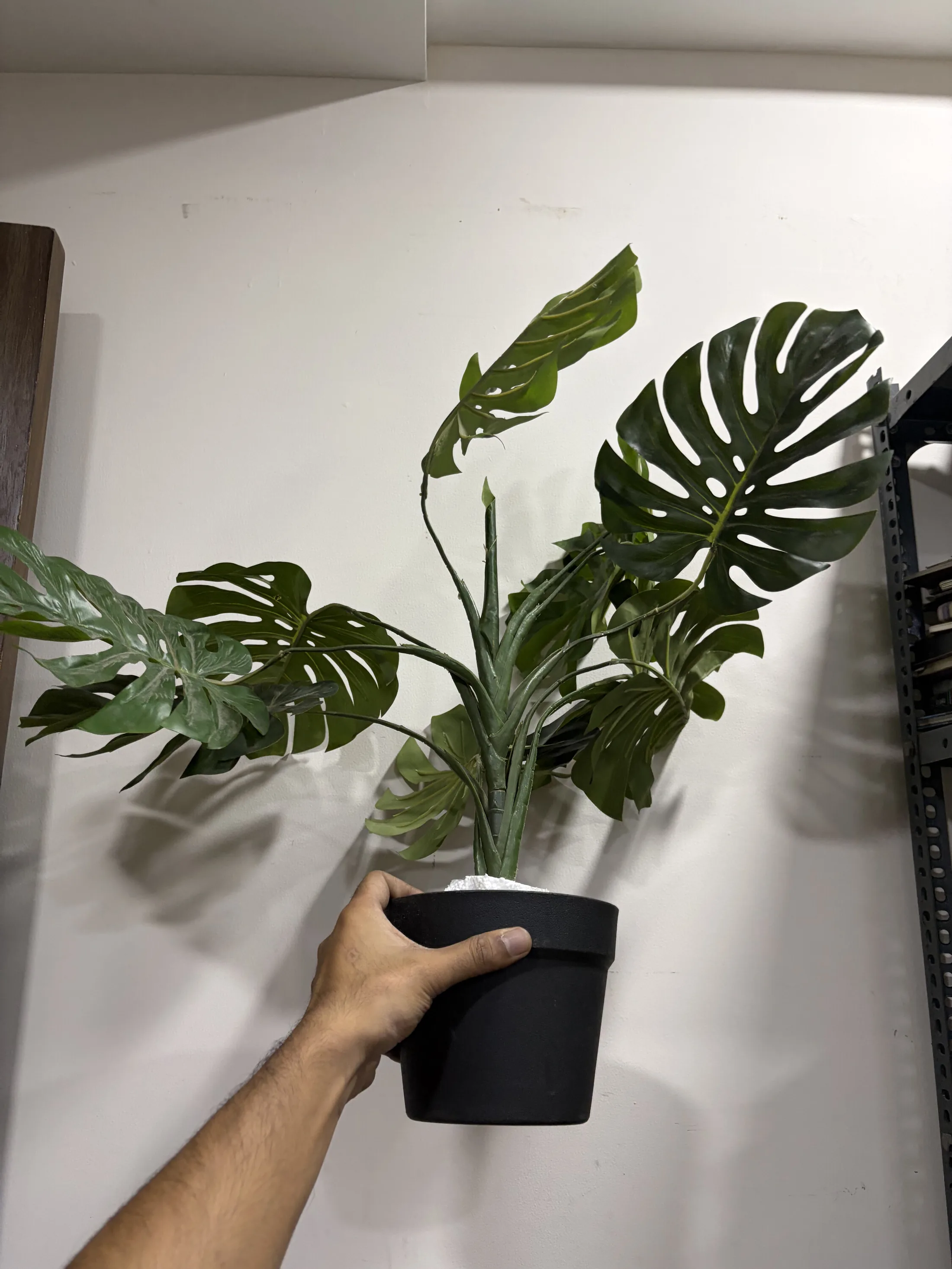 Faux Monstera Plant in Black Pot — Home Decor prop for rent in Delhi NCR