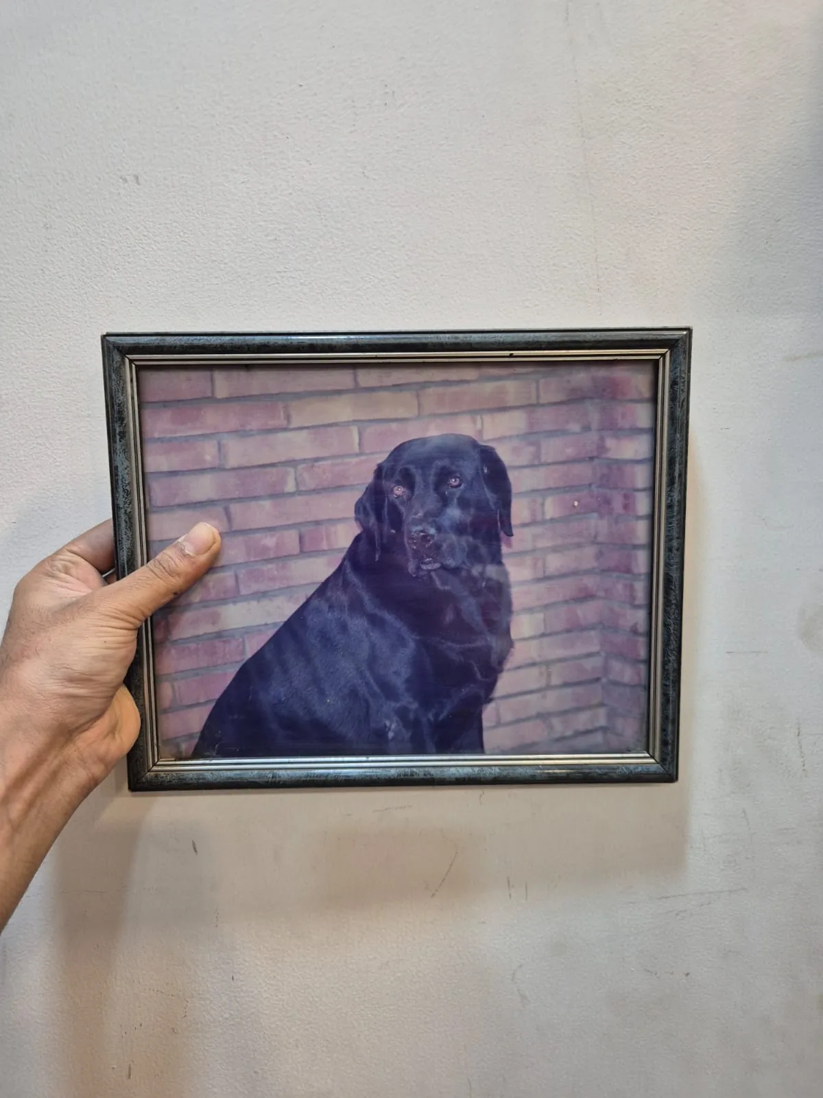 Framed Photo Black Labrador on Brick Wall Wooden Frame — Wall Decor and Art prop for rent in Delhi NCR