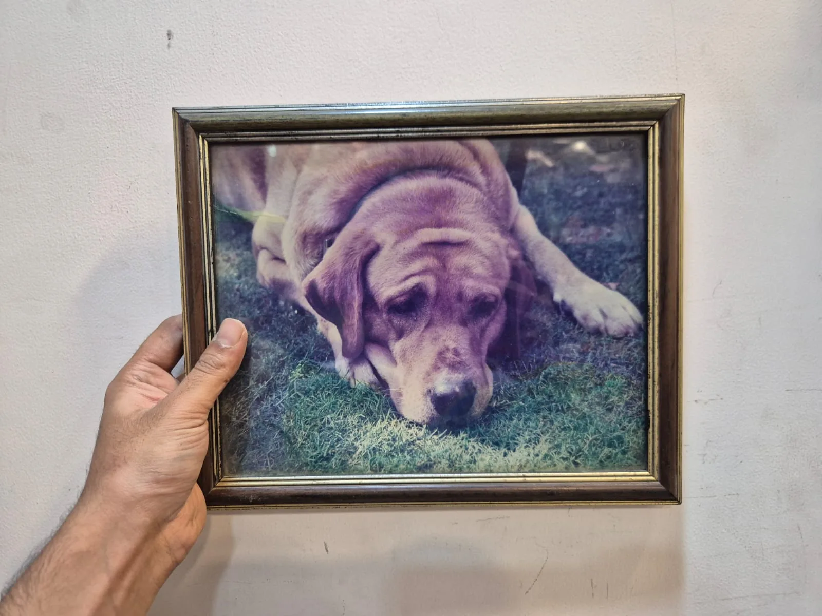Framed Photo Golden Labrador on Grass Gold Wooden Frame — Wall Decor and Art prop for rent in Delhi NCR